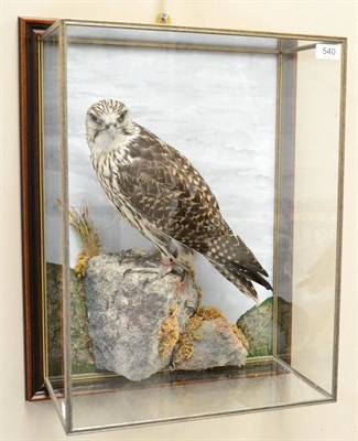 Lot 540 - Gyr falcon (Falco rusticolus), circa 2015, by Herbert Pearson of Cleethorpes, full mount...