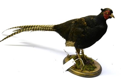 Lot 541 - Melanistic Pheasant (Phasisnus colchicus mut. tenebrusus), cockbird, full mount, mounted on a...