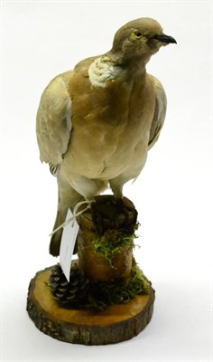 Lot 542 - White Wood Pigeon, full mount perched upon a tree stump on oak cut base, 40cm high