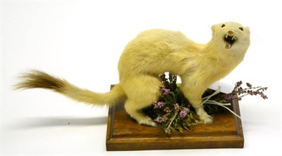 Lot 543 - Ermine (Mustela erminea), full mount in winter coat, on moss and heather covered mahogany base,...