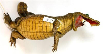 Lot 544 - Alligator (Aligator mississippiensis), late Victorian full mount, posed rearing up with...