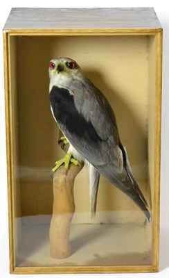 Lot 545 - Black-Winged Kite (Elanus caeruleus), early 20th century, by Collingford, full mount perched on...