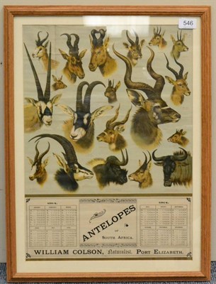 Lot 546 - Framed 1914 Calendar ";Antelopes of South Africa";, for William Colson, Naturalist, Port Elizabeth