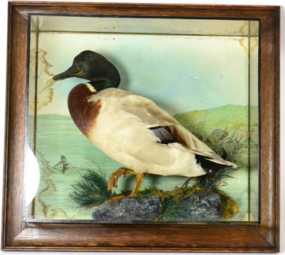 Lot 548 - Mallard Duck (Anas platyrhynchos), by Bill Cox 36 Manchester St Liverpool dated 1926, full...