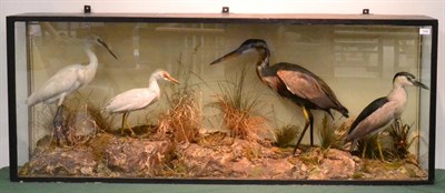 Lot 549 - Large Case of Taxidermy Wading Birds, by H Murray & Son of Carnforth, comprising Purple Heron,...