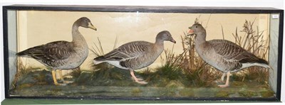 Lot 550 - Large Case of Taxidermy Geese, by H Murray & Son of Carnforth, three full mounts, comprising...