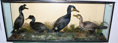 Lot 551 - Large Case of Taxidermy Sea Birds, by H Murray of Carnforth, two adult Shags, two Cormorants (1...