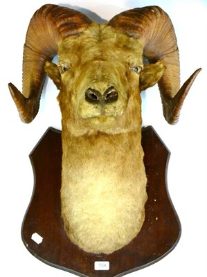 Lot 554 - American Big Horn Sheep (Ovis canadensis), circa 1920, head mount on oak shield, right horn...