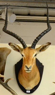 Lot 555 - Impala (Aepyceros melampus), shoulder mount looking straight ahead on shield, right horn 51cm...