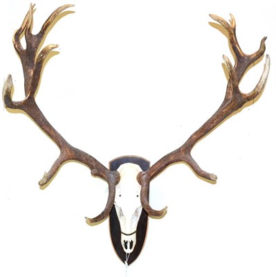 Lot 558 - Hungarian Red Deer (Cervus elaphus), late 20th century, antlers on skull, 14 points (7+7), on...