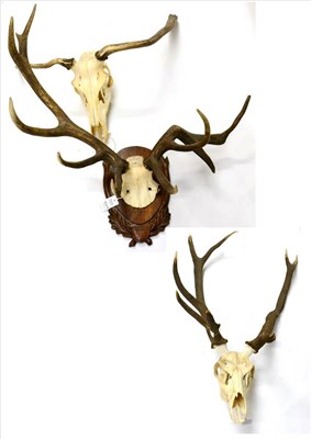 Lot 559 - Hungarian Red Deer (Cervus elaphus), abnormal antlers on upper skull, 11 points (3+8), right antler