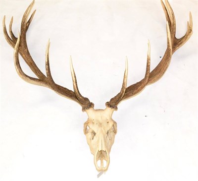 Lot 560 - Hungarian Red Deer (Cervus elaphus), late 20th century, 14 points (7+7)