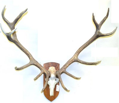 Lot 561 - Hungarian Red Deer (Cervus elaphus), late 20th century, 14 points (7+7), on wood shield