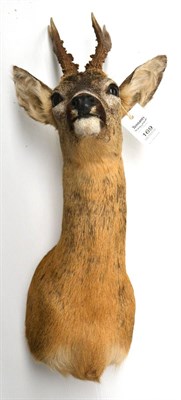 Lot 169 - Roe Deer (Capreolus capreolus), modern, shoulder mount, 6 points, right antler 22cm, left...