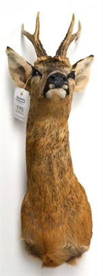 Lot 170 - Roe Deer (Capreolus capreolus), modern, shoulder mount, 6 points, right antler 24.5cm, left...