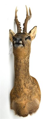 Lot 171 - Roe Deer (Capreolus capreolus), modern, shoulder mount, 6 points, right antler 29.6cm, left...