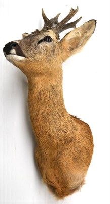 Lot 172 - Roe Deer (Capreolus capreolus), modern, shoulder mount, 7 points (abnormal), right antler 19cm,...