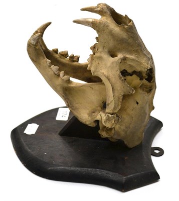 Lot 174 - Leopard (Panthera pardus), by Williams, Natural History Studio, Dublin, skull on shield, the jaw is