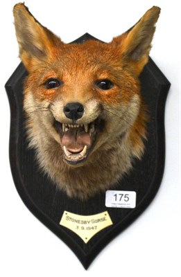 Lot 175 - Fox Mask, by Rowland Ward, Stonesby Gorse 3.9.1947, forward gaze and open jaw, on oak shield...