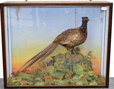 Lot 176 - Cock Pheasant, circa 1900, full mount, perched on faux rocks with moss and grasses, with sunset...