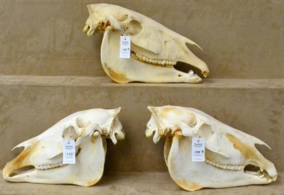 Lot 179 - Burchell's Zebra (Equus quagga), 20th century, three skulls, 49cm along (approx)