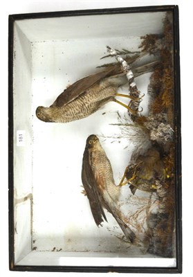 Lot 181 - Sparrowhawk (Accipiter nisus), circa 1890, by David Graham, Naturalist, 61 Market Street, York,...