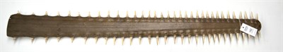 Lot 182 - Sawfish Rostrum (Pristidae spp), circa 1900, 63 teeth, 123cm long, maximum width across base 16.3cm