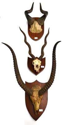 Lot 184 - Lichtenstein's Hartebeest (Alcelaphus lichtensteinii), circa 1920, horns on frontlet, on later...