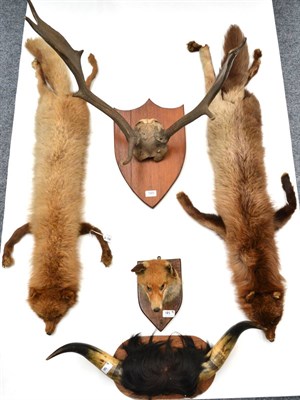 Lot 185 - Fallow Deer (Dama dama), circa 1920, antlers on frontlet, on later hardwood shield; A Pair of...