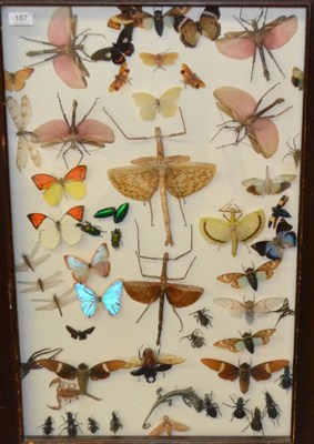 Lot 187 - A Display of Foreign Butterflies, Large Insects, Spider, Scorpion, Chameleon and Beetles, circa...