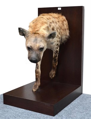 Lot 188 - Hyena (Hyaenidae), fore-part in stalking pose, 76cm high, protruding from L shape wooden...