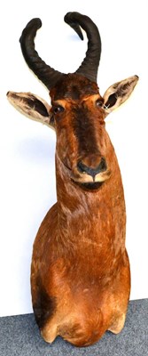 Lot 189 - Red Hartebeest (Alcelaphus caama), shoulder mount, 60cm from the wall