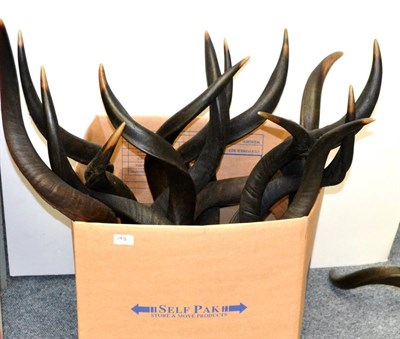 Lot 190 - Greater Kudu (Tragelaphus strepsiceros), horns on upper skull; and A Box of Fourteen Greater...