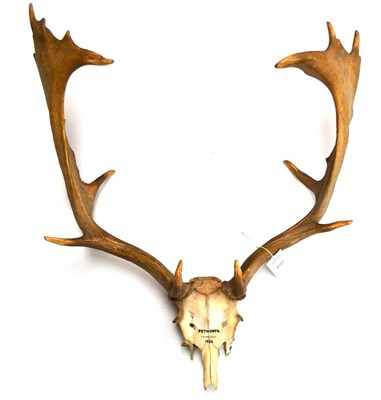 Lot 192 - Fallow Deer (Dama dama), antlers on frontlet, inscribed PETWORTH FOUND DEAD 1932, tip to tip 28cm