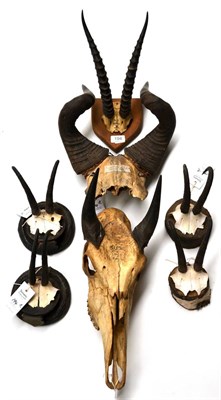 Lot 194 - Thomson's Gazelle (Gazella thomsonii), Auriya, Nov 34, horns on frontlet, on wood shield;...