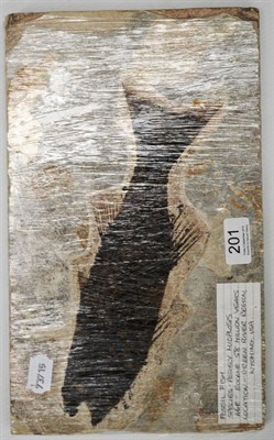 Lot 201 - Fossil Fish: Species possibly Mioplosis, Eocene 58 million years, origin Green River Region,...