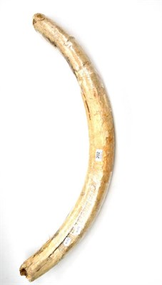 Lot 202 - A Section of Mammoth Tusk, 116cm longest curve