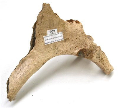 Lot 203 - Mammoth Pelvic Bone, Abingdon, Oxfordshire, Pleistocene-Devensian Period, 40cm long, 38cm wide