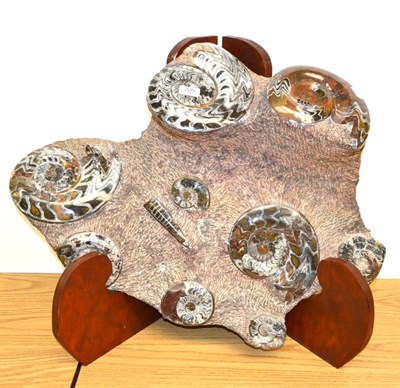 Lot 205 - Goniatite Ammonite Fossil, partly polished, 76cm by 50cm, on laminated wood folding stand