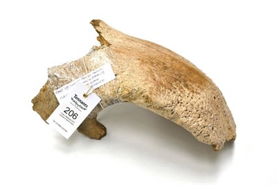 Lot 206 - Woolly Rhinoceros Skull (Nasal Shield), Pleistocene-Devensian Period, Abingdon, Oxfordshire, 28.5cm