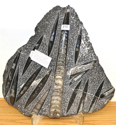 Lot 210 - Orthoceras Fossil, Morocco-Silurian, 400 million years old, 50cm by 50cm  Orthoceras were...