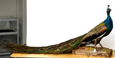 Lot 212 - Peacock (Pavo cristatus), late 20th century, full mount, standing (with tail down) on moss...