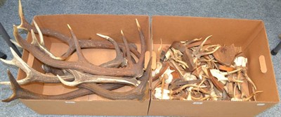 Lot 213 - A Selection of Antlers, six Red Deer, two Caribou, and a quantity of Roe Deer, including some...