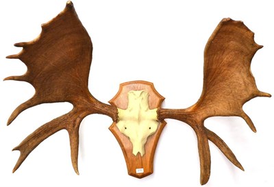 Lot 215 - Moose (Alces alces), antlers on faux frontlet, right antler 105cm, tip to tip 57cm, broadest...