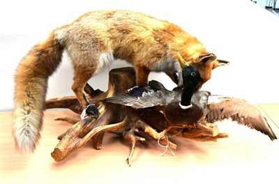 Lot 216 - A Taxidermy Group of a Fox Attacking a Mallard Duck, both full mounts, mounted on a root...