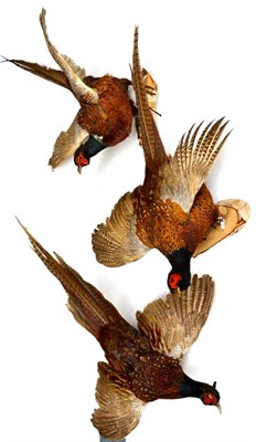 Lot 217 - Cock Pheasants, full mounts, three examples, in perched pose with outstretched wings