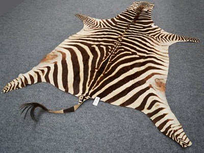 Lot 218 - Burchell's Zebra (Equus quagga), late 20th century, skin rug, 253cm long (excluding tail bristles)