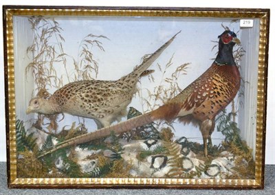 Lot 219 - Cock and Hen Pheasants, circa 1885, by W Hall Taxidermist, full mounts, naturalistically set...