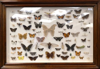 Lot 222 - A Case of Foreign Butterflies, Moths and Insects, circa 1910, in later case, including Atlas...