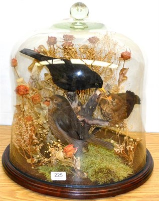 Lot 225 - Family of Three Blackbirds, full mounts, amongst dried flowers and mosses, beneath a glass dome...